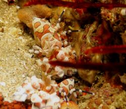 Harlequin Shrimps - Bikini Reef - Sodwana Bay - South Afr... by Lindsey Smith 